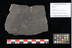Foto (Objekt + Etikett) von Culmites sp.  (NHMW-GEO-2024-0188-10593)